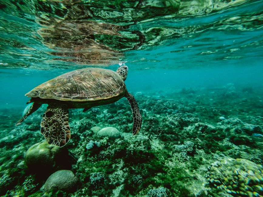 Diving near Marsa Mubarak 3