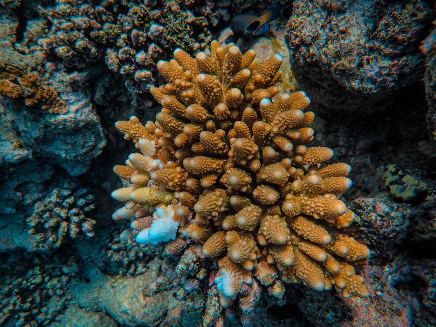 Diving near Marsa Mubarak 4